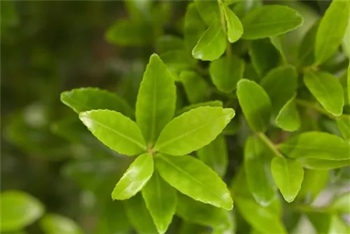 Ilex, Stechpalme - Ilex maximowicziana var. kanehirae