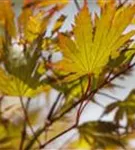 Fächerahorn - Acer palmatum - Ziergehölze