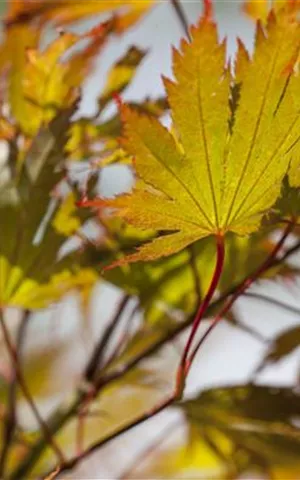 Acer palmatum - Ziergehölze