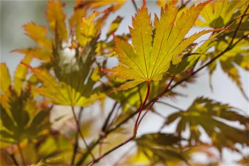 Fächerahorn - Acer palmatum - Ziergehölze