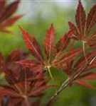 Fächerahorn - Acer palmatum - Ziergehölze