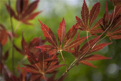 Fächerahorn - Acer palmatum - Ziergehölze