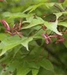 Fächerahorn - Acer palmatum - Ziergehölze