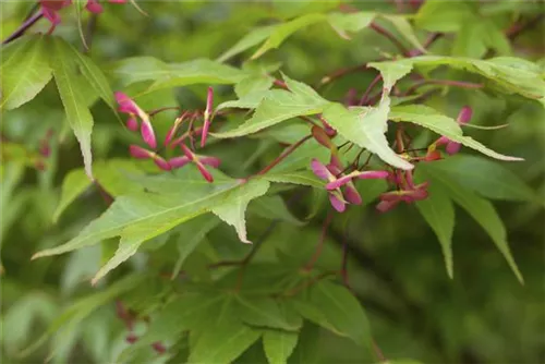 Fächerahorn - Acer palmatum - Ziergehölze