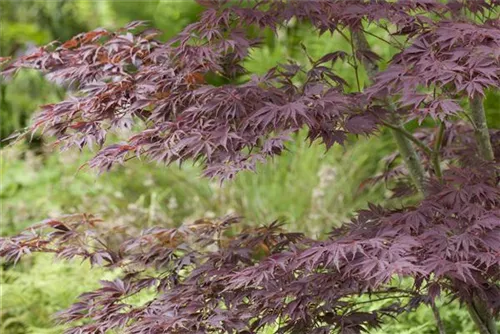 Fächerahorn - Acer palmatum - Ziergehölze