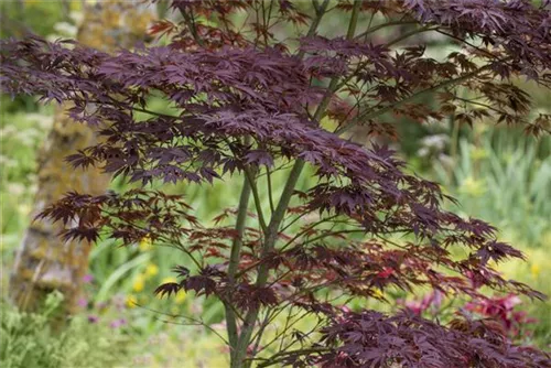 Fächerahorn - Acer palmatum - Ziergehölze