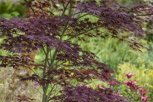 Fächerahorn - Acer palmatum - Ziergehölze