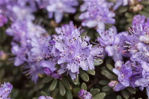 Kleinblättr.Rhododendron - Rhododendron impeditum I