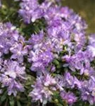 Kleinblättr.Rhododendron - Rhododendron impeditum I