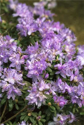 Kleinblättr.Rhododendron - Rhododendron impeditum I