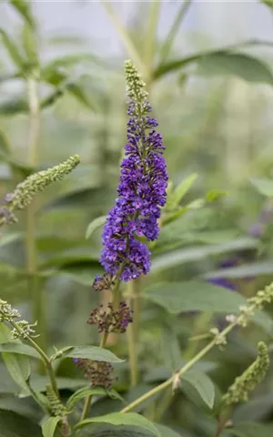 Buddleja davidii 'Empire Blue'