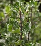 Stechpalme 'Blue Angel' -R- - Ilex meserveae 'Blue Angel' -R-