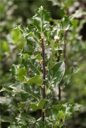 Stechpalme 'Blue Angel' -R- - Ilex meserveae 'Blue Angel' -R-