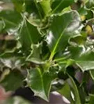 Stechpalme 'Blue Angel' -R- - Ilex meserveae 'Blue Angel' -R-