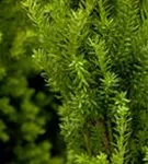 Eibe 'Hillii' - Taxus media 'Hillii' - Heckenpflanzen