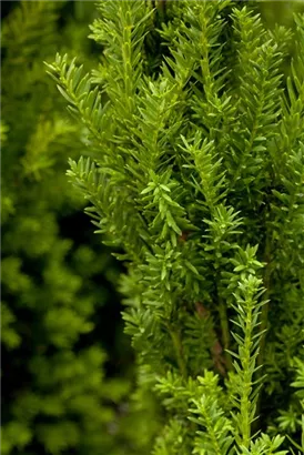 Eibe 'Hillii' - Taxus media 'Hillii' - Heckenpflanzen