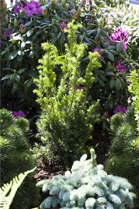 Eibe 'Hillii' - Taxus media 'Hillii' - Heckenpflanzen