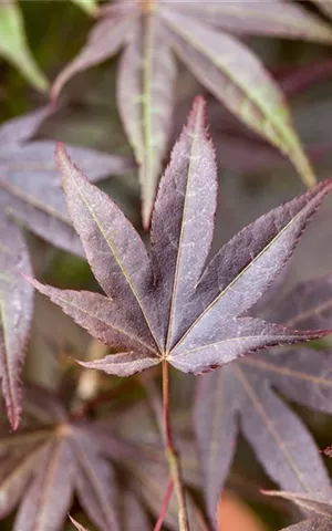 Acer palmatum 'Atropurpureum' - Ziergehölze