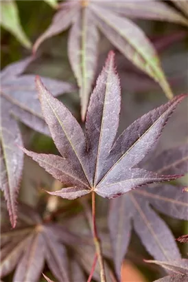 Roter Fächerahorn - Acer palmatum 'Atropurpureum' - Ziergehölze