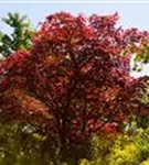 Roter Fächerahorn 'Atropurpureum' - Acer palmatum 'Atropurpureum'