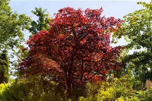 Roter Fächerahorn 'Atropurpureum' - Acer palmatum 'Atropurpureum'