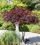 Roter Fächerahorn 'Atropurpureum' - Acer palmatum 'Atropurpureum'