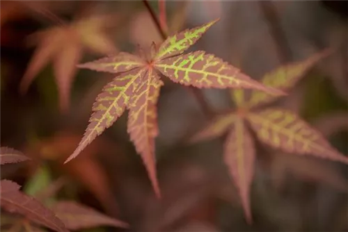 Roter Fächerahorn 'Atropurpureum' - Acer palmatum 'Atropurpureum'