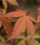 Roter Fächerahorn 'Atropurpureum' - Acer palmatum 'Atropurpureum'