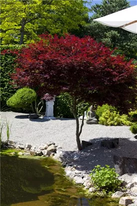 Roter Fächerahorn 'Atropurpureum' - Acer palmatum 'Atropurpureum'