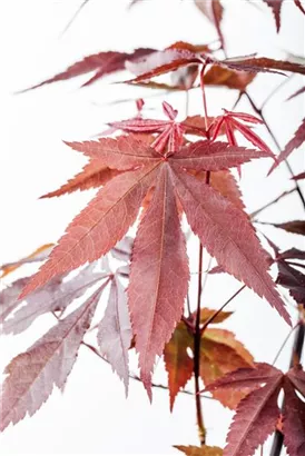 Roter Fächerahorn - Acer palmatum 'Atropurpureum' - Ziergehölze