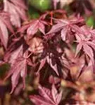 Roter Fächerahorn - Acer palmatum 'Atropurpureum' - Ziergehölze