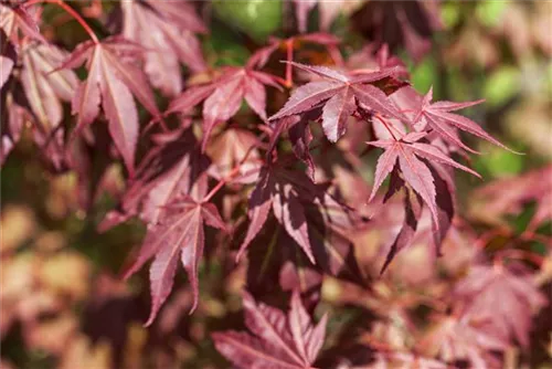 Roter Fächerahorn - Acer palmatum 'Atropurpureum' - Ziergehölze