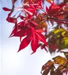 Roter Fächerahorn - Acer palmatum 'Atropurpureum' - Ziergehölze