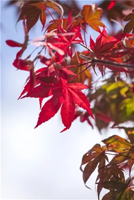 Roter Fächerahorn - Acer palmatum 'Atropurpureum' - Ziergehölze