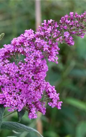 Buddleja 'Border Beauty'