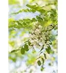 Scheinakazie 'Nyirsegi' - Robinia pseudoac.'Nyirsegi'