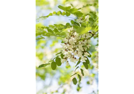 Robinia pseudoac.'Nyirsegi' - Scheinakazie 'Nyirsegi'