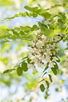 Scheinakazie 'Nyirsegi' - Robinia pseudoac.'Nyirsegi'