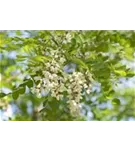 Scheinakazie 'Nyirsegi' - Robinia pseudoac.'Nyirsegi'