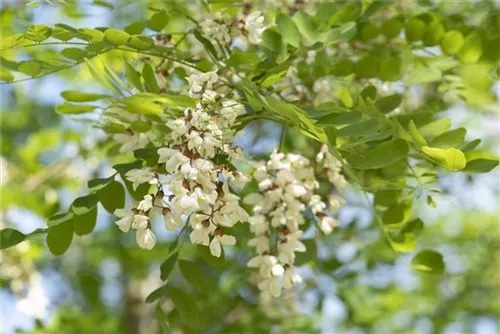 Scheinakazie 'Nyirsegi' - Robinia pseudoac.'Nyirsegi'