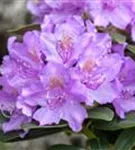 Rhododendron-Hybride 'Alfred' - Rhododendron Hybr.'Alfred' III