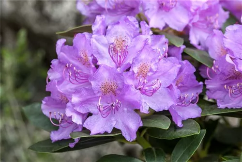 Rhododendron-Hybride 'Alfred' - Rhododendron Hybr.'Alfred' III