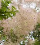 Perückenstrauch 'Young Lady' -S- - Cotinus coggygria 'Young Lady' -S-