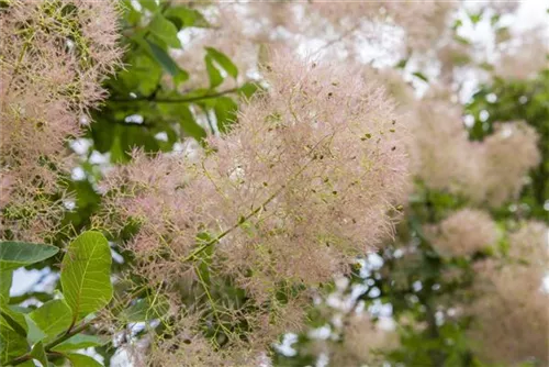 Perückenstrauch 'Young Lady' -S- - Cotinus coggygria 'Young Lady' -S-