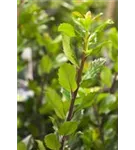 Stechpalme männlich 'Blue Prince' -R- - Ilex meserveae 'Blue Prince' -R-