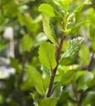 Stechpalme männlich 'Blue Prince' -R- - Ilex meserveae 'Blue Prince' -R-