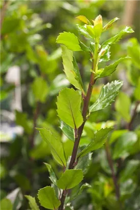 Stechpalme männlich 'Blue Prince' -R- - Ilex meserveae 'Blue Prince' -R-