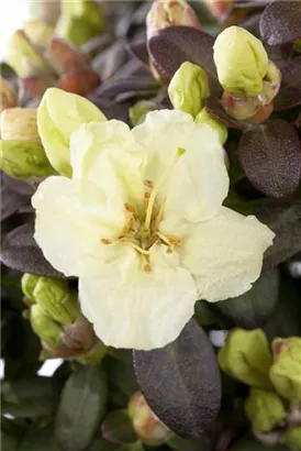 Rhododendron ludlowii 'Wren' - Rhododendron ludlowii 'Wren'