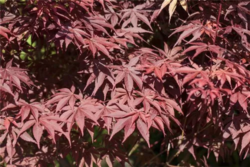 Roter Fächerahorn 'Bloodgood' - Acer palmatum 'Bloodgood'