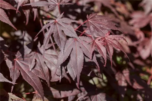 Roter Fächerahorn 'Bloodgood' - Acer palmatum 'Bloodgood'